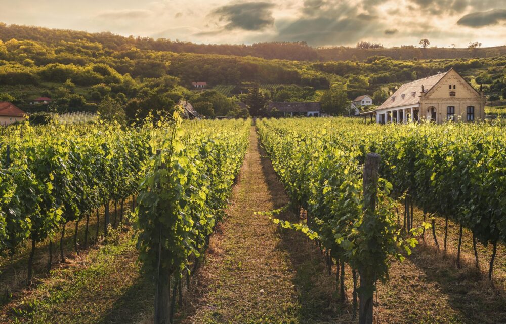 L’effervescence de l’œnotourisme